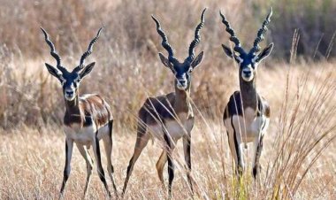 पिछले 5 साल में 15 काले हिरणों का हुआ शिकार - रंजन तोमर 