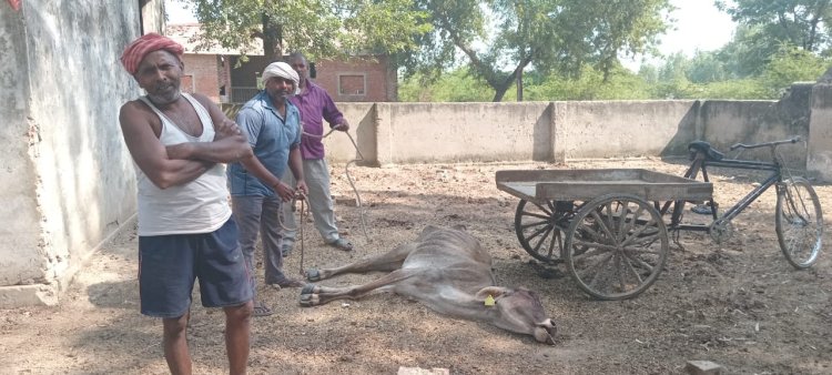 गौशाला में हो रही गौ माता की दुर्दशा जिम्मेदार मौन 
