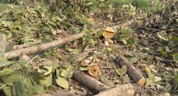 सागौन का पेड़ बिना परमिशन काटने पर बन रक्षक ने कराया मुकदमा दर्ज