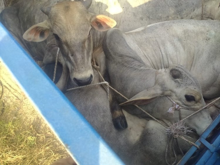 बिना नम्बर की बोलेरो से छह बछडा तथा एक मृत गाय बरामद