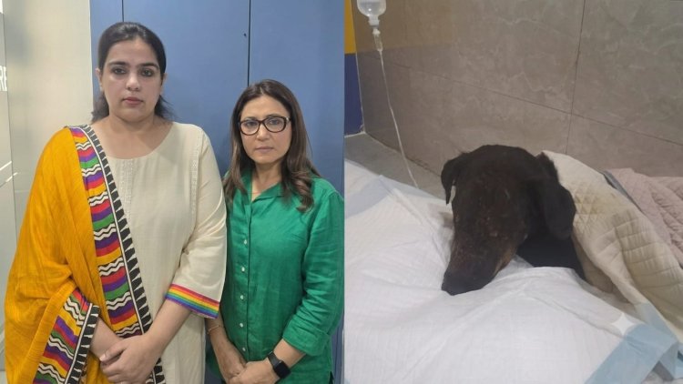 शौर्य (डोगी) को गोली मारने वाला आरोपी शमी गिरफ्तार, न्यायिक हिरासत में भेजा गया
